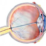 a cross section of the human eye